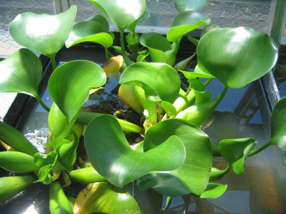 Eichhornia crassipes (Wasserhyazinthe)